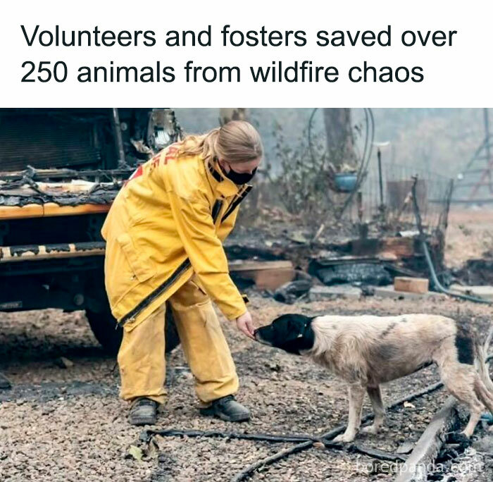 Volunteer in a yellow suit helping a dog during a wildfire rescue effort.