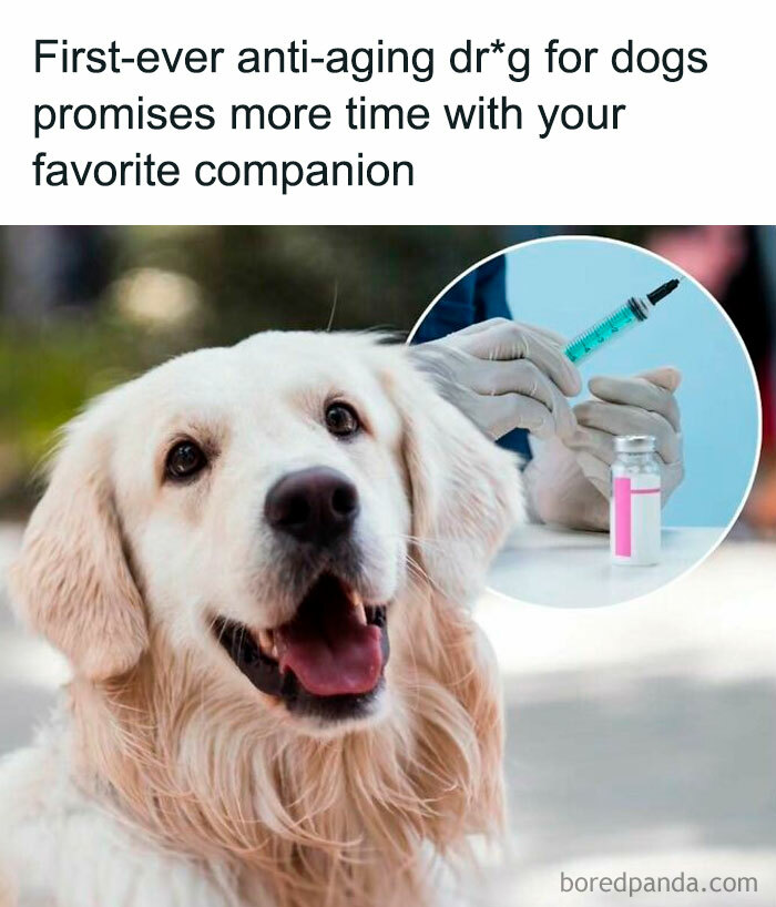 Happy dog with anti-aging treatment concept, bringing sunshine to your day.