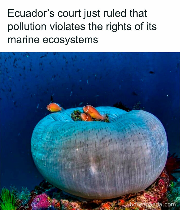 Tropical fish swim near vibrant coral in support of marine ecosystem rights in Ecuador.