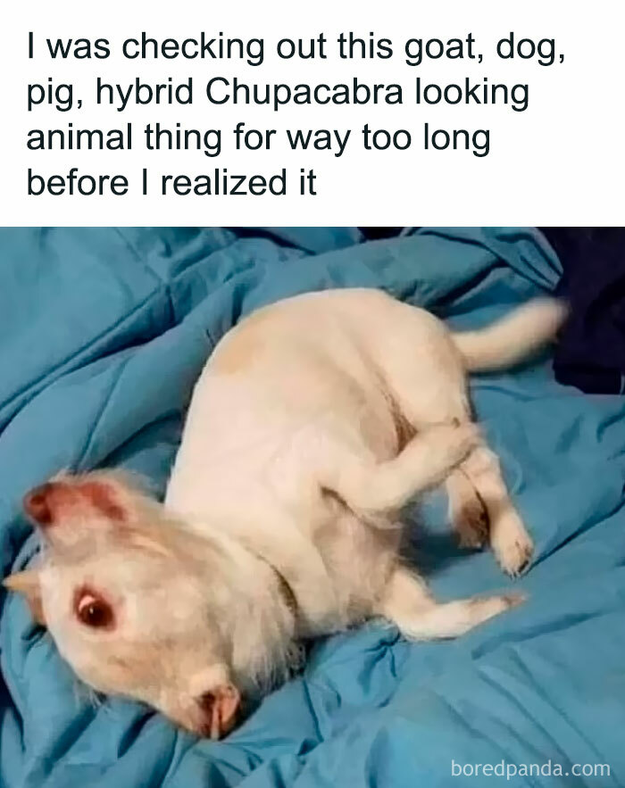 Wholesome meme of a small white dog lying on a blue blanket, with a humorous animal comparison caption.