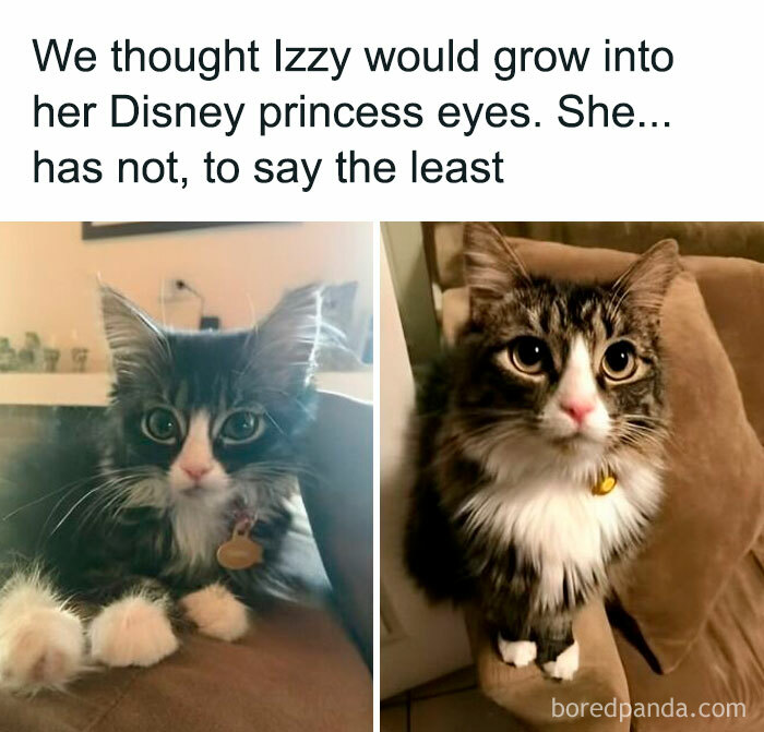 Two side-by-side images of a cat with large eyes, illustrating a wholesome meme to send to favorite people.