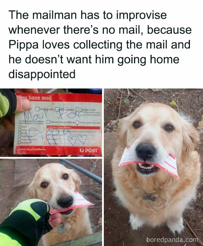 Wholesome meme of a dog holding mail for Pippa, showing the mailman’s effort to keep the dog happy and collected.
