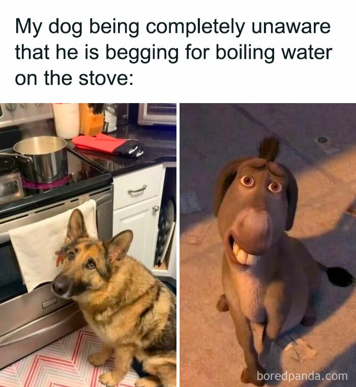 Dog looking at boiling water on stove and animated donkey character, showcasing wholesome memes to share with favorite people.