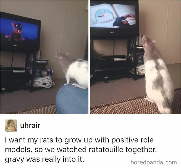 A pet rat watching Ratatouille on TV, one image on a couch and one standing close to the screen, wholesome memes theme.