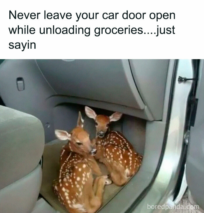Two fawn deer resting inside a car with the door open, a wholesome meme to share with favorite people.