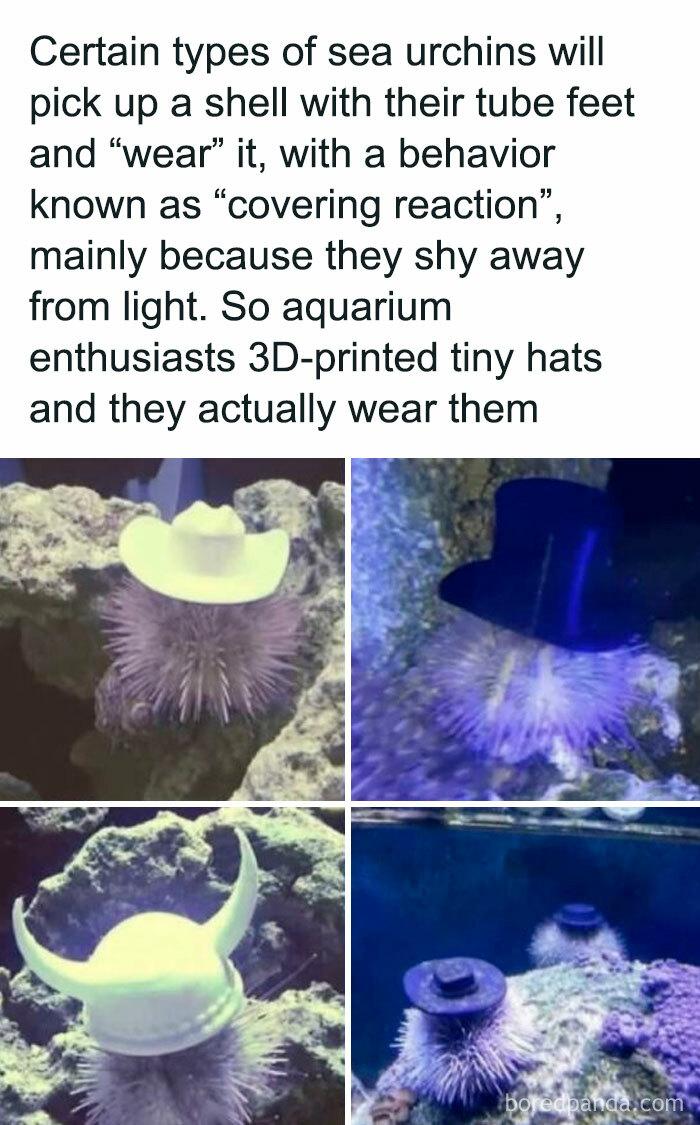 Sea urchins wearing 3D-printed hats in an aquarium, a wholesome meme about creative aquarium enthusiasts.