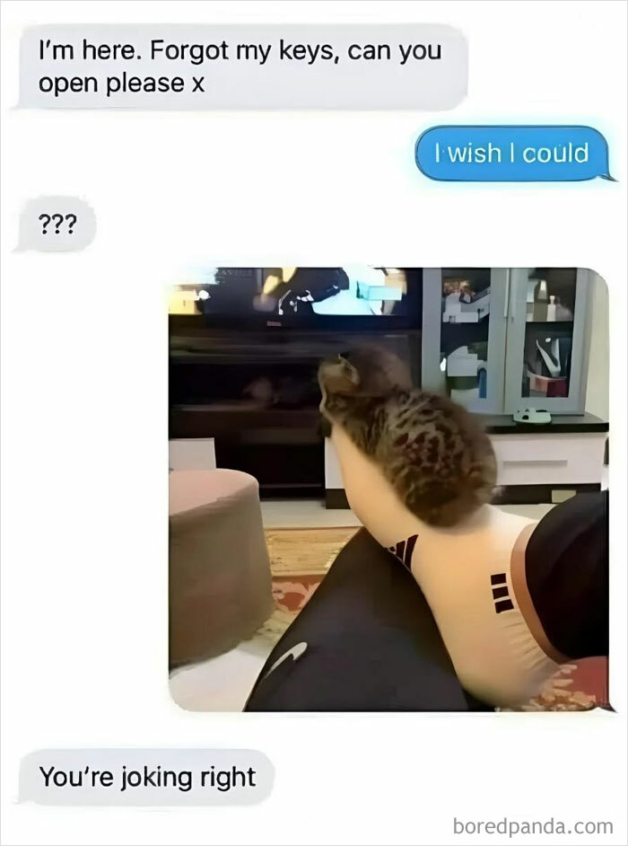 Text message exchange over a cat on a person's leg with wholesome memes to send to favorite people humor.