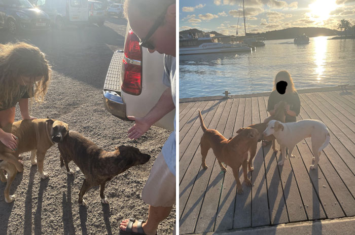 Two images showing pure and uplifting moments with dogs and people interacting outdoors in warm sunlight.