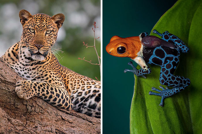 Wildlife Photography By Ignacio Yúfera: 30 Images Of Animals In The Wild