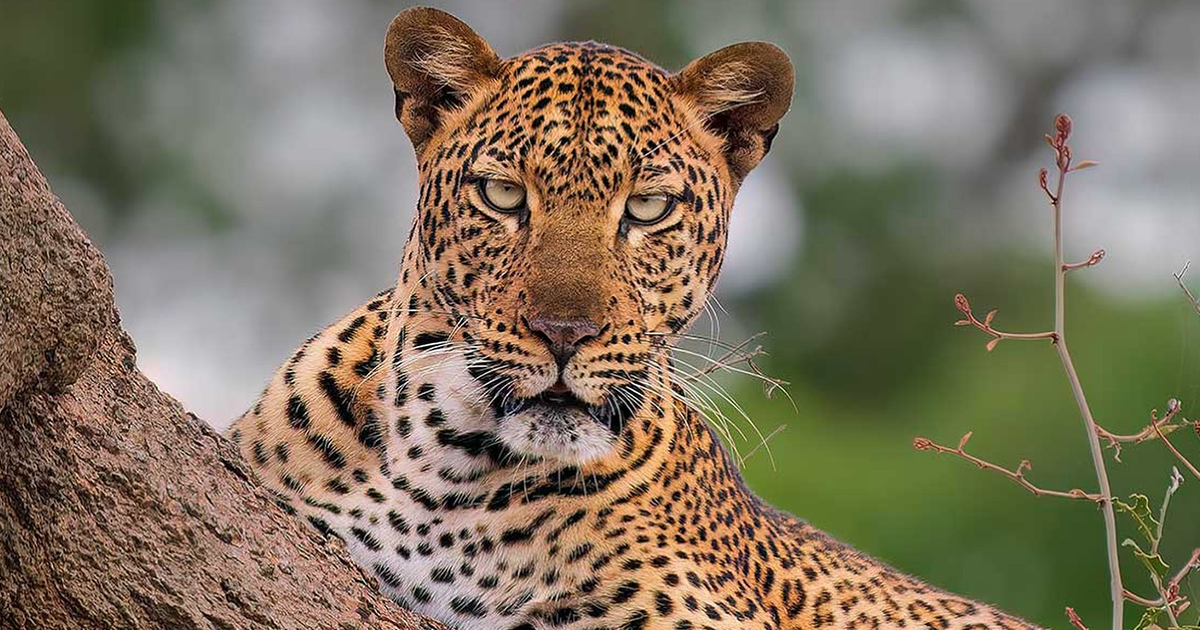 Wildlife Photography By Ignacio Yúfera: 30 Images Of Animals In