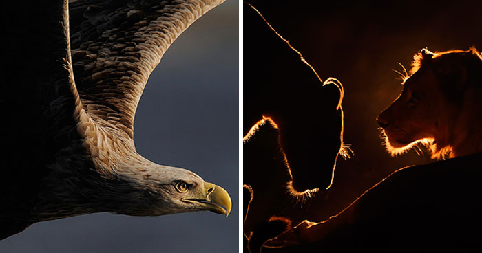 Photographer Captured 30 Captivating Images Depicting The Life Of Wild Animals