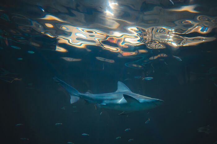 Shark swimming underwater, representing a disappointing tourist experience.