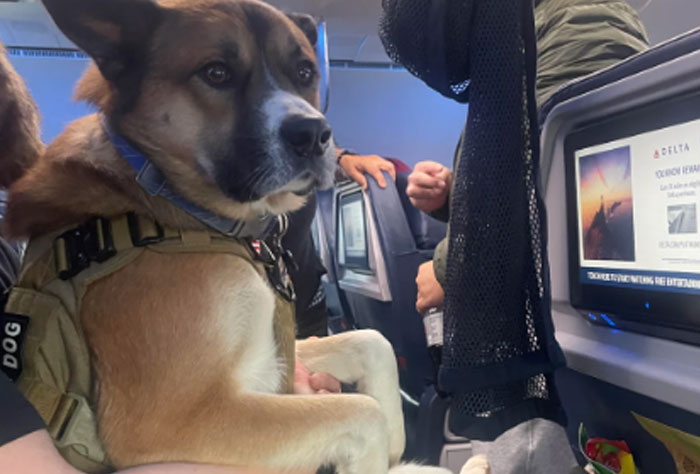 Dog sitting on airplane seat next to passenger, showcasing one of the worst plane seatmates.