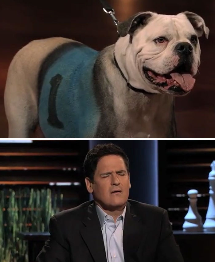 Bulldog with painted vest and investor on Shark Tank reacting in disbelief to a failed product pitch on the show.