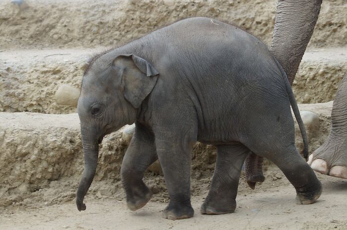Young elephant walking on a sandy path, showcasing nature's gentle giants.