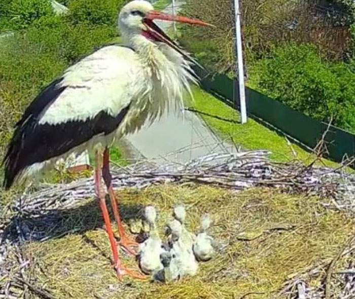 Internet Falls In Love With Ukrainian Storks Caught In A Relationship Scandal