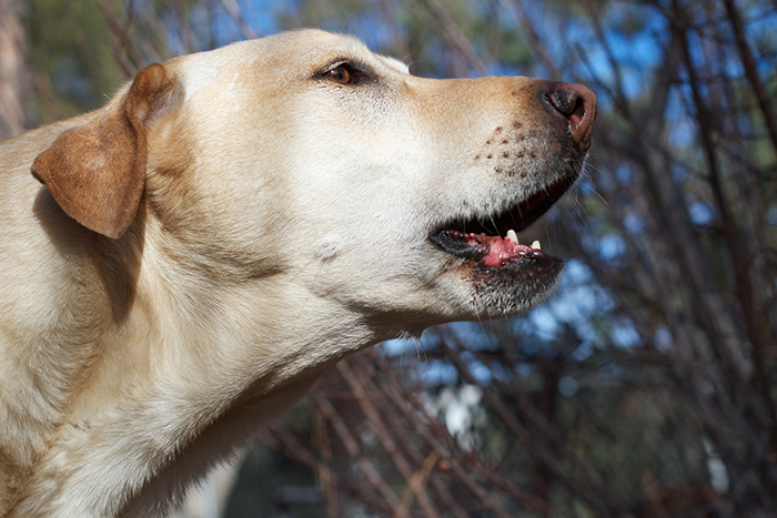 Close-up of a dog barking outdoors showing proper dog owner etiquette in a homeowner and neighbor setting.