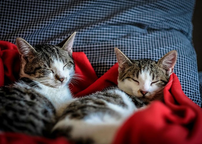 Rottweiler Owner Asks If She&rsquo;s Being Unreasonable To Want To Get Rid Of Fianc&eacute;&rsquo;s Cats