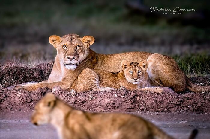 Two lions resting on the ground captured in a stunning wildlife moment by Mónica L. Corcuera’s photography.