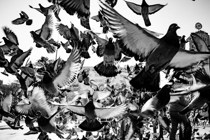 Flock of pigeons in motion captured in black and white, showcasing dynamic street photography moments by talented photographers.
