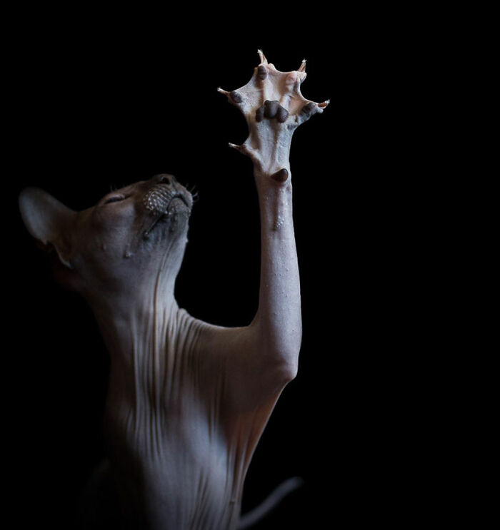 Sphynx cat with raised paw captured in detailed cat photography against a black background.