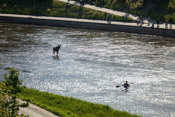Moose standing in the river as a kayaker paddles nearby during a shocking real-life experience.