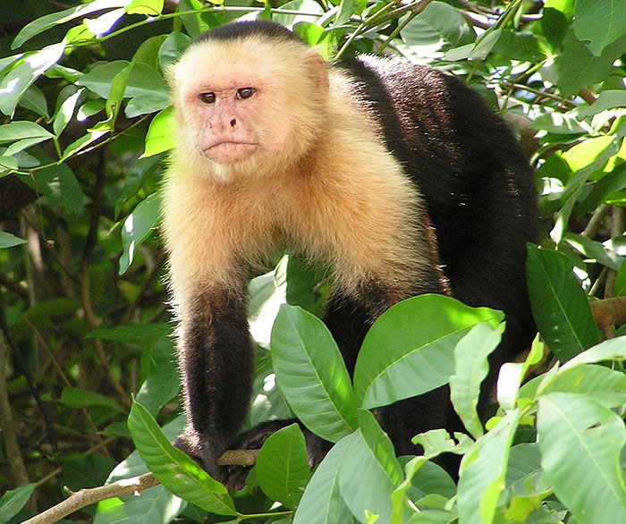 A capuchin monkey in a green forest, linked to scientists shocked by hidden camera monkey kidnapping evidence.