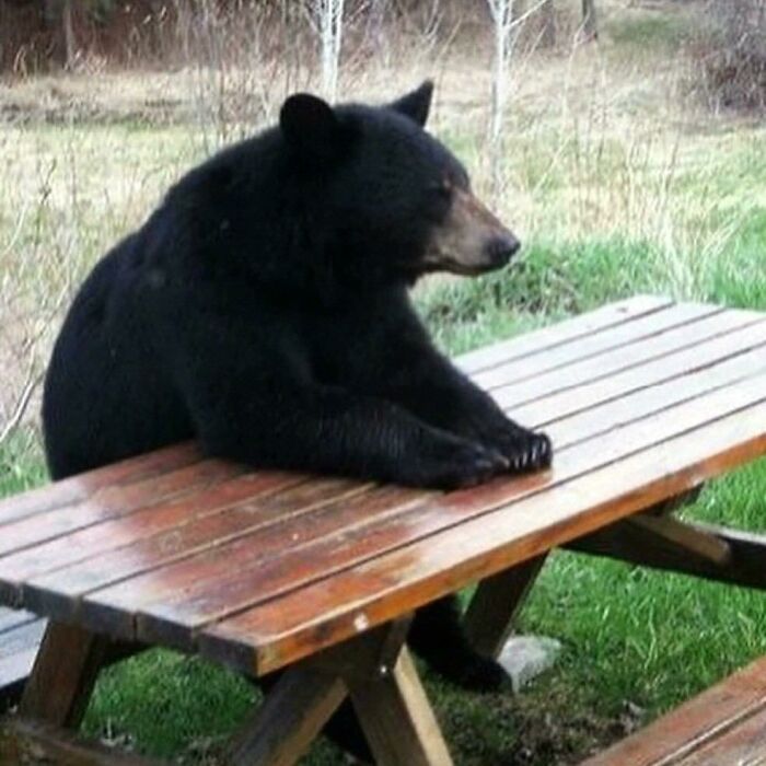 Black bear sitting at wooden picnic table outdoors, displaying hilariously lost plot in goblin mode moment.