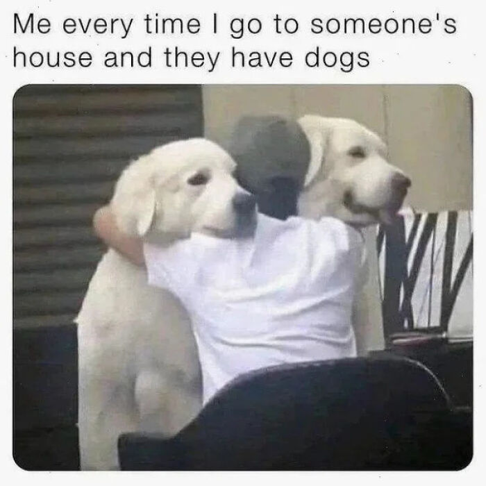 Child hugging two large dogs inside a house, illustrating funny and silly animal memes to boost your spirits.