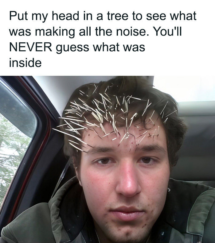 Young man with quills stuck in his hair, illustrating sarcasm meme about putting head in a tree, funny sarcasm humor content.