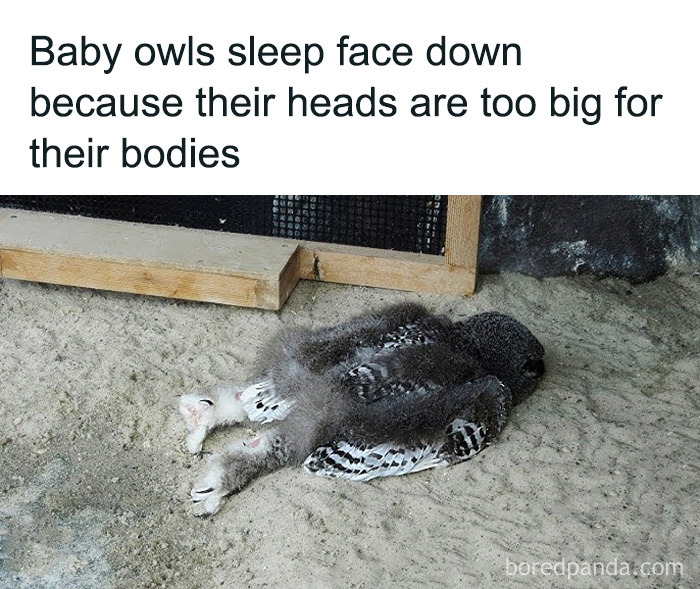 Baby owls sleeping face down with heads too big for bodies showcasing secret facts about animal behavior.