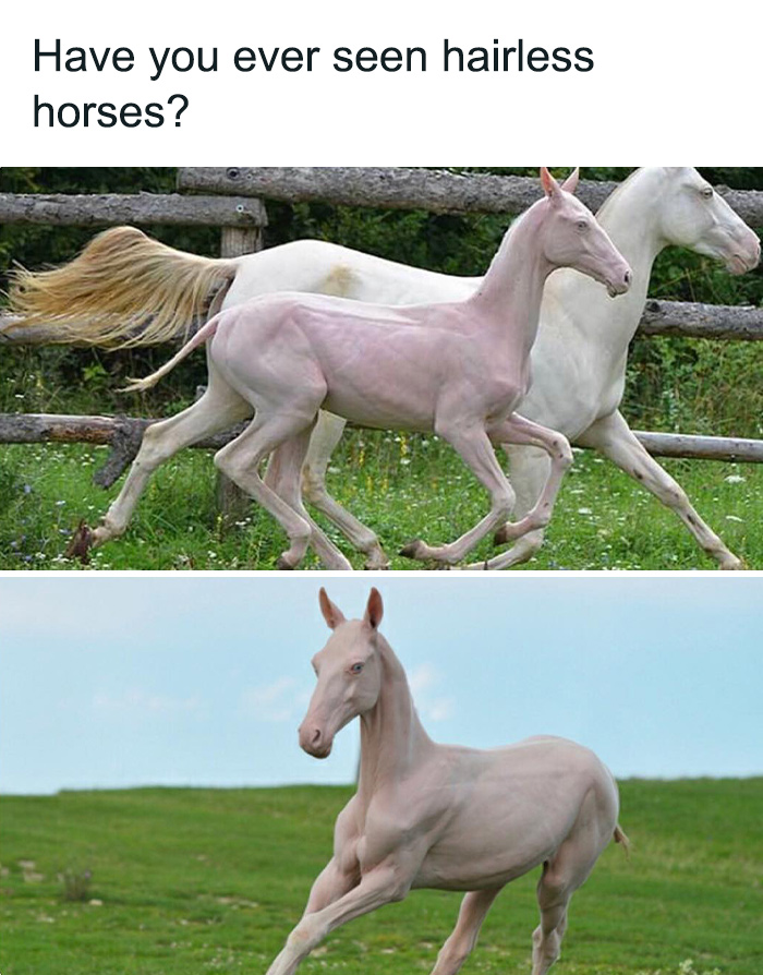 Hairless horses running in green fields, showcasing rare and secret facts about unique animal appearances.