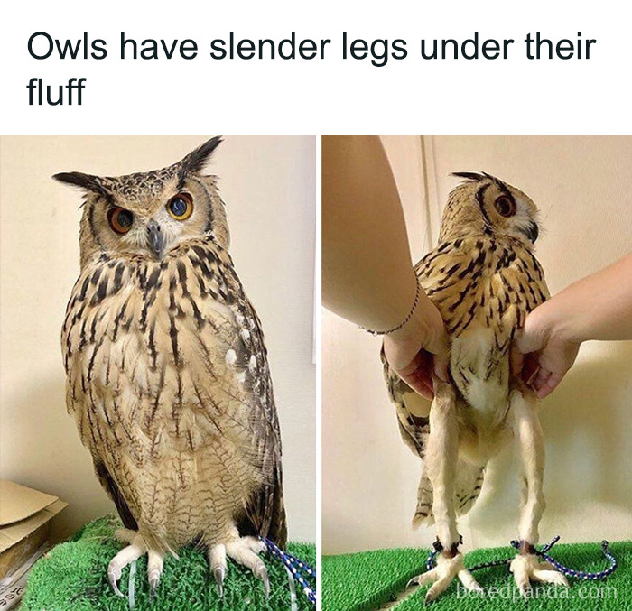 Owl showing its slender legs hidden under fluffy feathers, revealing secret facts about owl anatomy and appearance.