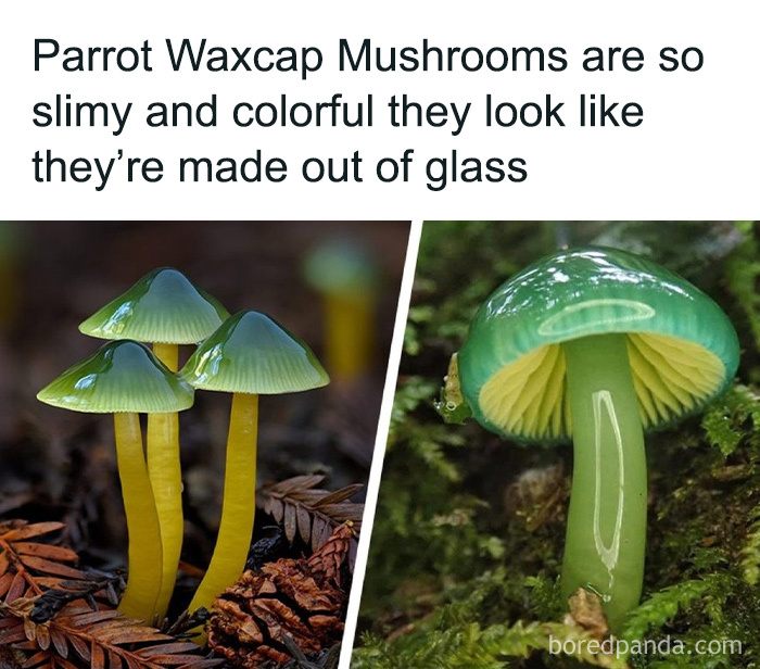 Parrot Waxcap Mushrooms with slimy, colorful caps that look like glass, showcasing secret facts in nature's amazing pictures.