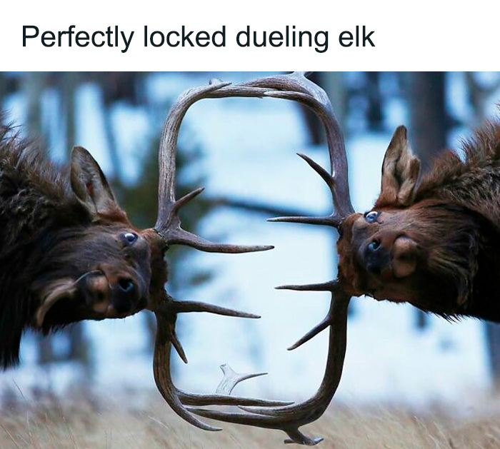 Two elk locked antlers perfectly in a natural setting, showcasing an amazing secret fact about animal behavior.