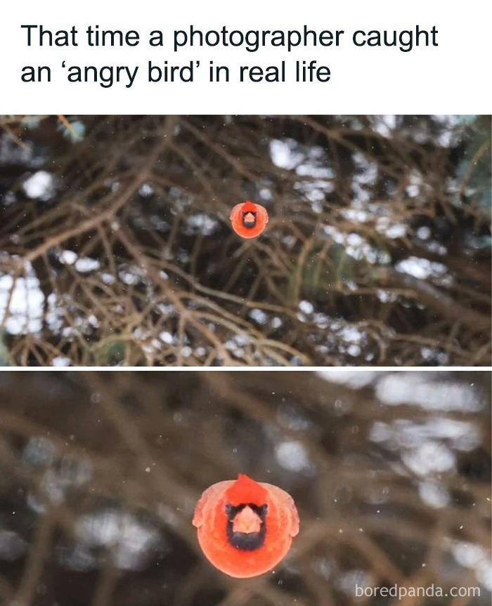 Photographer captures an angry bird in flight, showcasing striking details in this amazing and interesting nature photo.