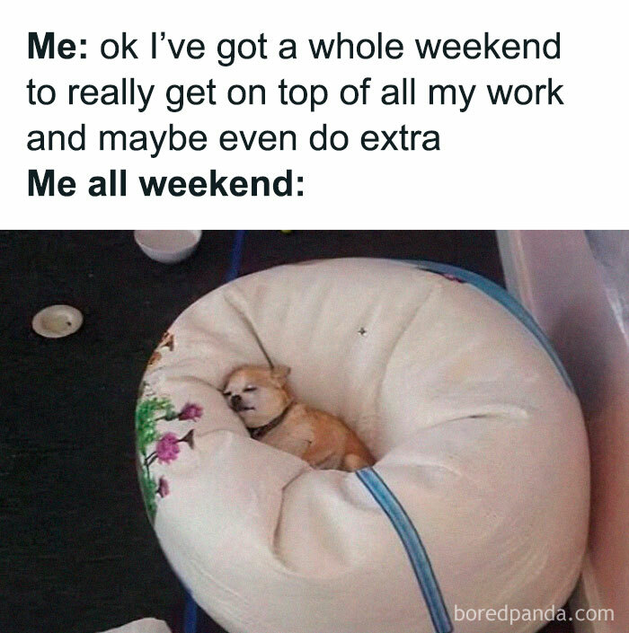 Small dog sleeping deeply in a cozy round chair, a funny doggo meme showing weekend relaxation vibes.