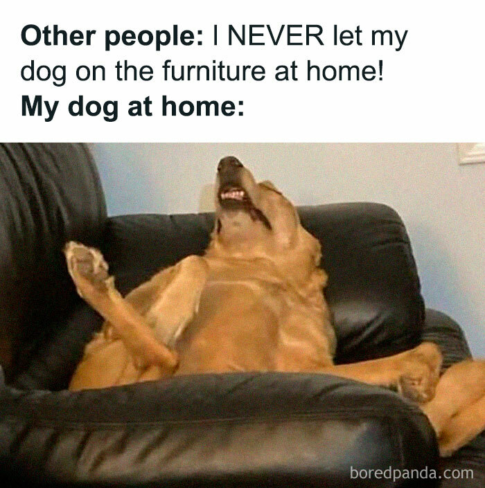 Golden retriever lounging on black leather furniture, showcasing a funny doggo meme of relaxed pupper content at home.
