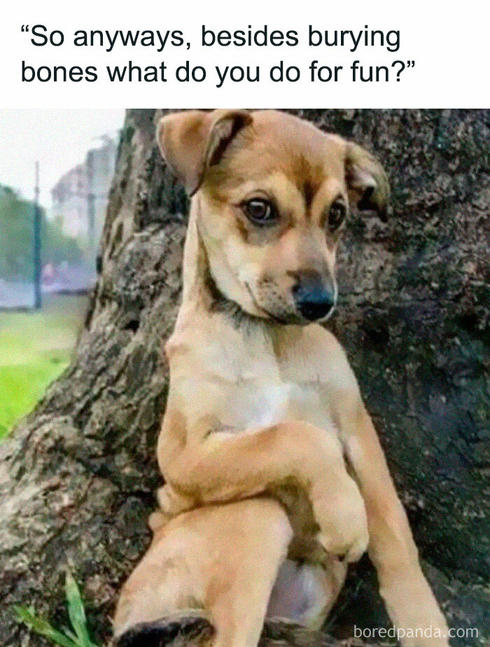 Puppy leaning against a tree with a curious expression, featured in doggo memes from a wholesome pupper group.