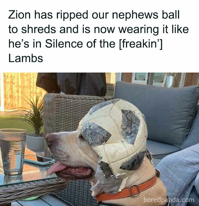 Dog wearing shredded soccer ball on its head, creating a funny doggo meme from wholesome pupper content online group.