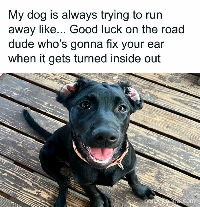 Black dog with ears flipped inside out sitting on wooden floor, featured in popular doggo memes and wholesome pupper content.