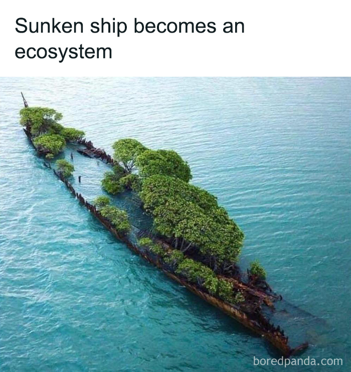 Sunken ship covered with lush greenery transforming into a unique natural ecosystem in clear blue ocean waters.