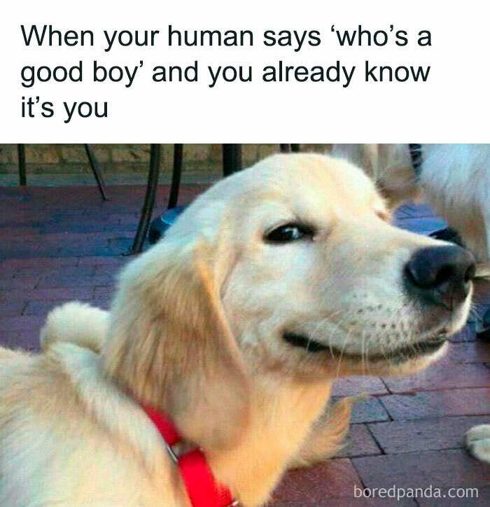 Doggo meme of a golden retriever smiling knowingly with caption about being a good boy in wholesome pupper content.