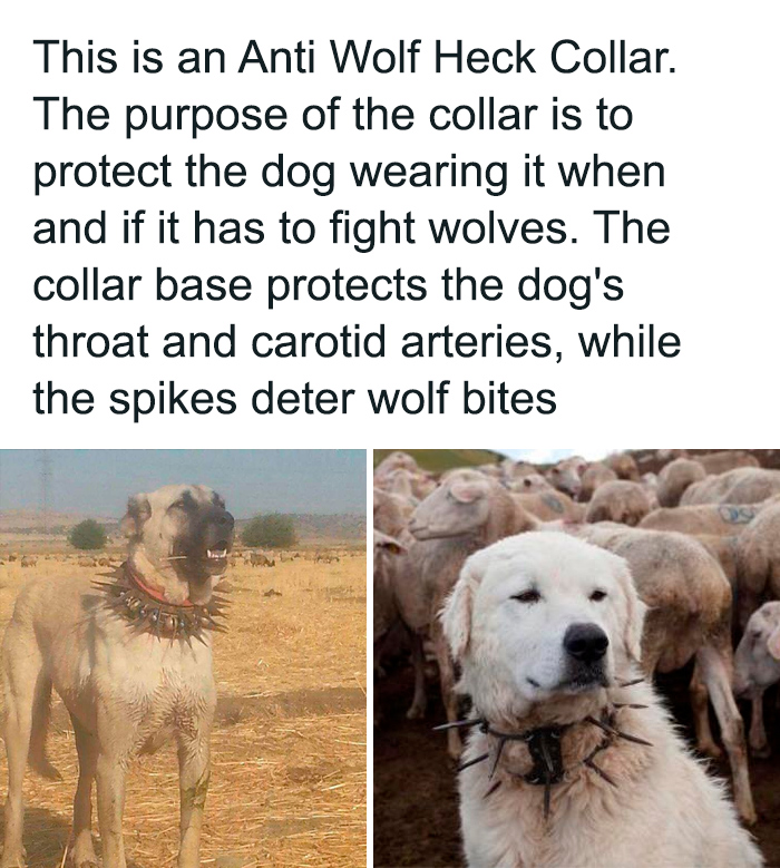 Two dogs wearing anti wolf heck collars with spikes designed to protect them from wolf bites in a herd setting.