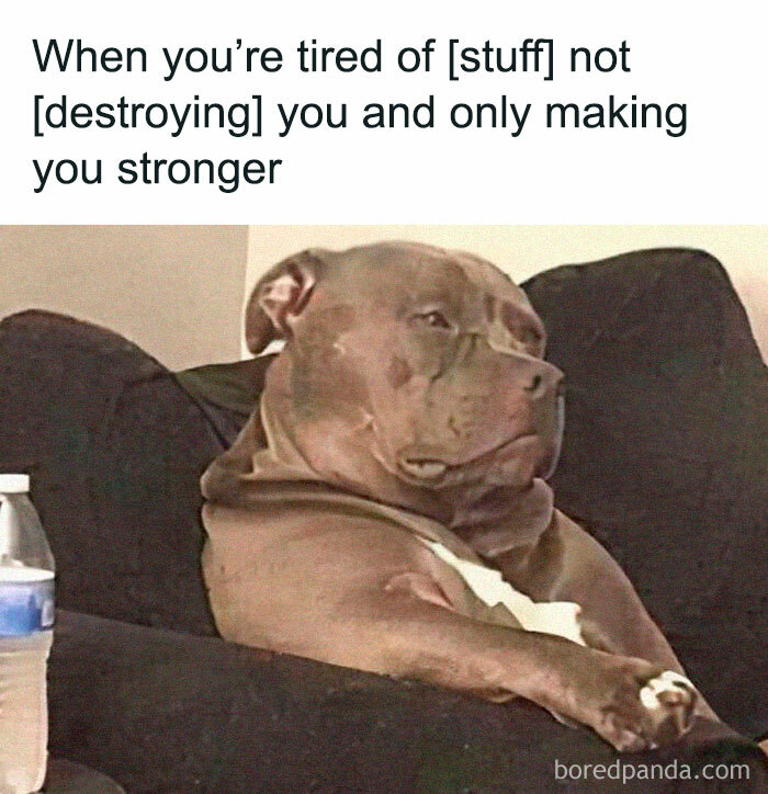 Doggo meme showing a strong dog sitting on a couch, expressing resilience and strength in wholesome pupper content.