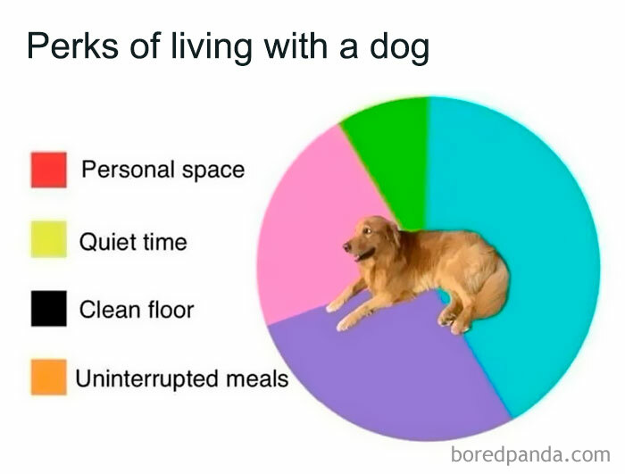 Pie chart showing perks of living with a dog, highlighting lack of personal space and interrupted meals with a doggo meme.