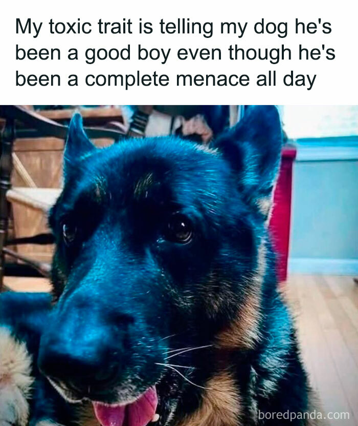 Close-up of a German Shepherd with a playful expression, featured in popular doggo memes from wholesome pupper content.