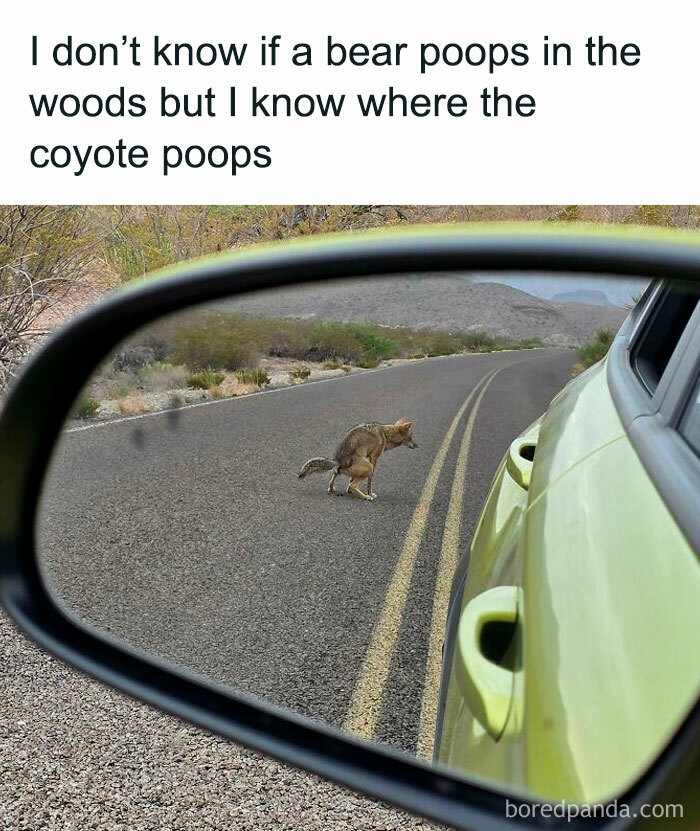Coyote pooping on road seen through car side mirror, humor typical of doggo memes and wholesome pupper content.