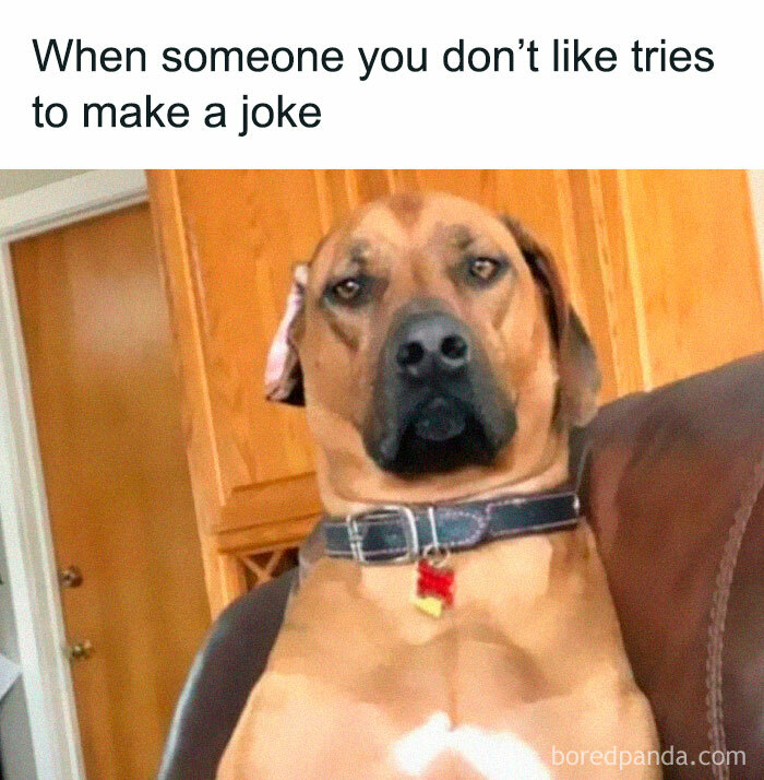 Doggo meme showing a dog with a serious expression, perfect example of wholesome pupper content humor.
