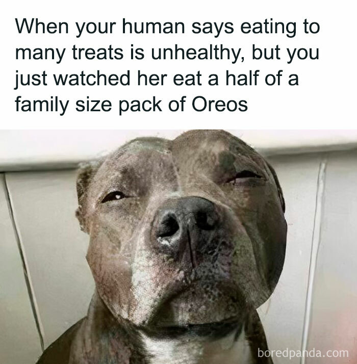 Doggo meme of a dog giving a side-eye after watching its human eat many treats, capturing wholesome pupper content.